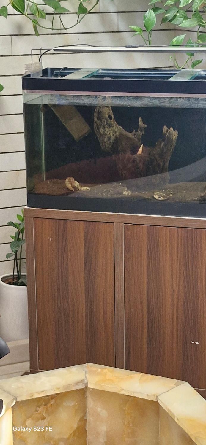 اکواریو|ماهی|کرمانشاه, |دیوار