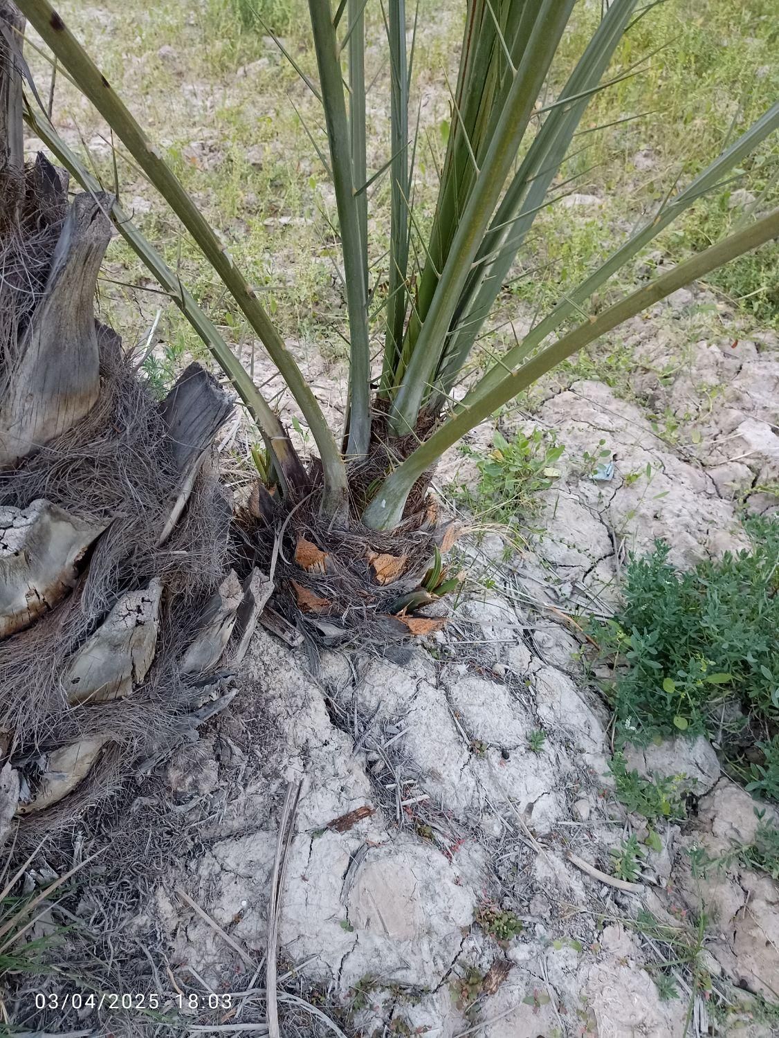 فروش پاجوش کبکاب رسیده و عالی جهت کشت|گل و گیاه طبیعی|برازجان, |دیوار