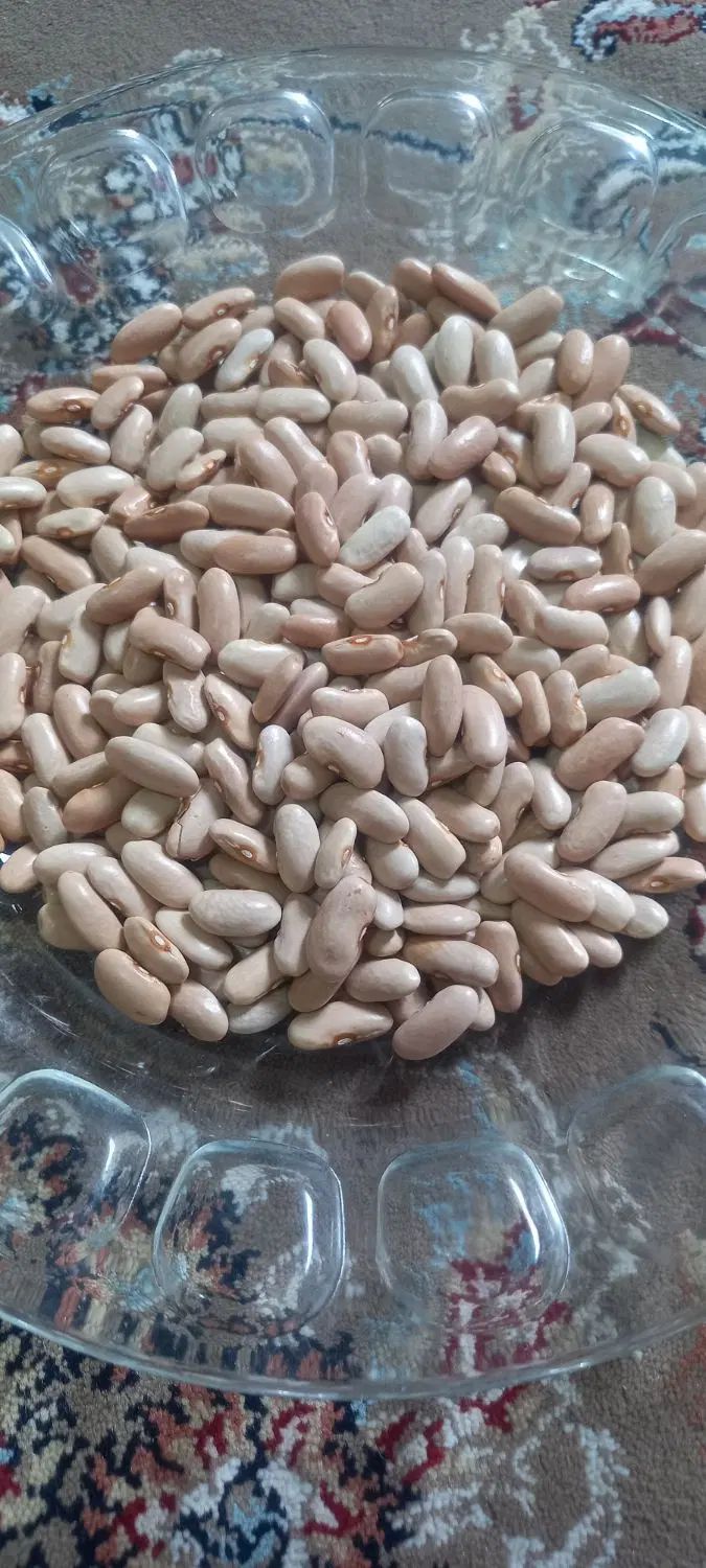 پاچ باقلا محلی تازه خشک شده درشت مخصوص کاشت|خوردنی و آشامیدنی|بندر انزلی, طالب آباد|دیوار