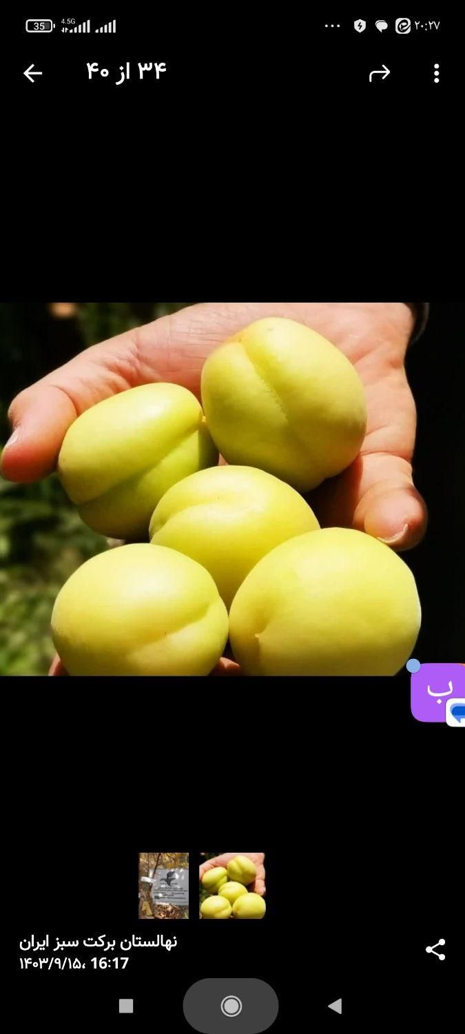 نهال  پیوندی گلدانی  قوی در نهالستان یاس نسترن|خدمات باغبانی و درختکاری|بیرجند, |دیوار