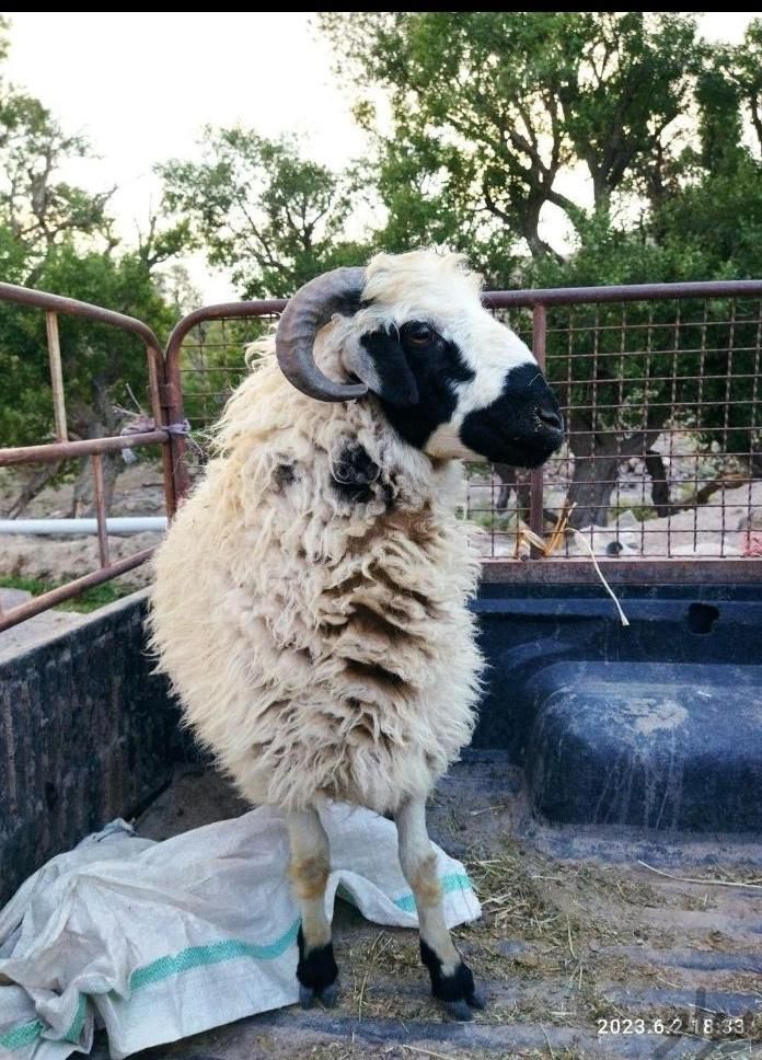 قصاب گوسفند و گاو (سیار)|خدمات پذیرایی، مراسم|رفسنجان, |دیوار