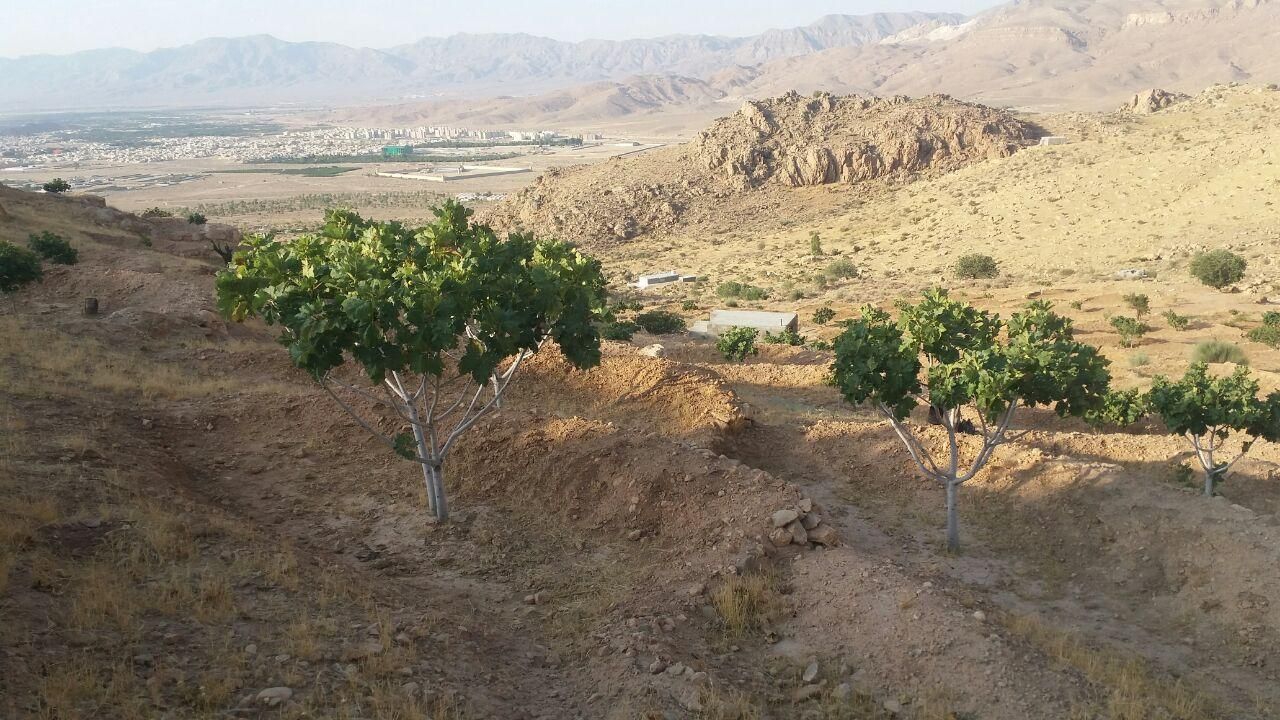 فروش یا معاوضه ملک انجیر|فروش زمین و ملک کلنگی|نی‌ریز, |دیوار