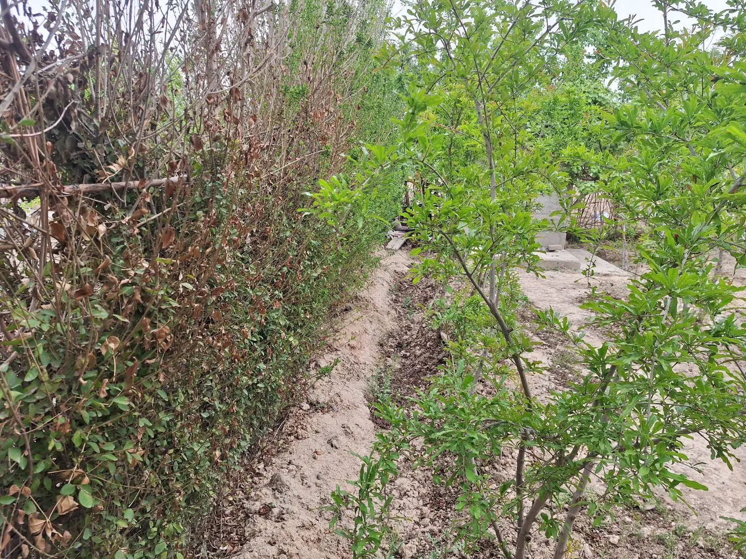 باغچه ۸۰۰ متری واقع در کهریزک، روستای سلمان آباد|فروش دفتر صنعتی، کشاورزی، تجاری|کهریزک, |دیوار