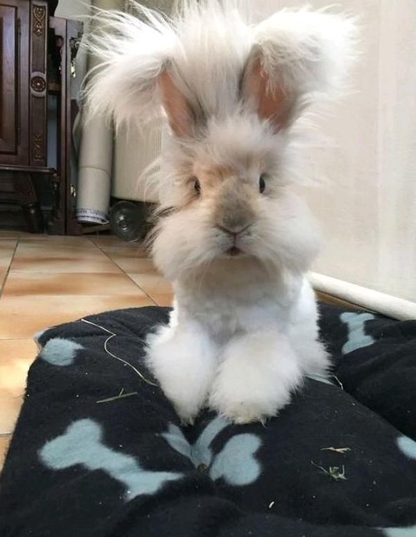 پانسیون نگهداری فروش لوپ مینیاتوری خرگوش|موش و خرگوش|اصفهان, بیدآباد|دیوار