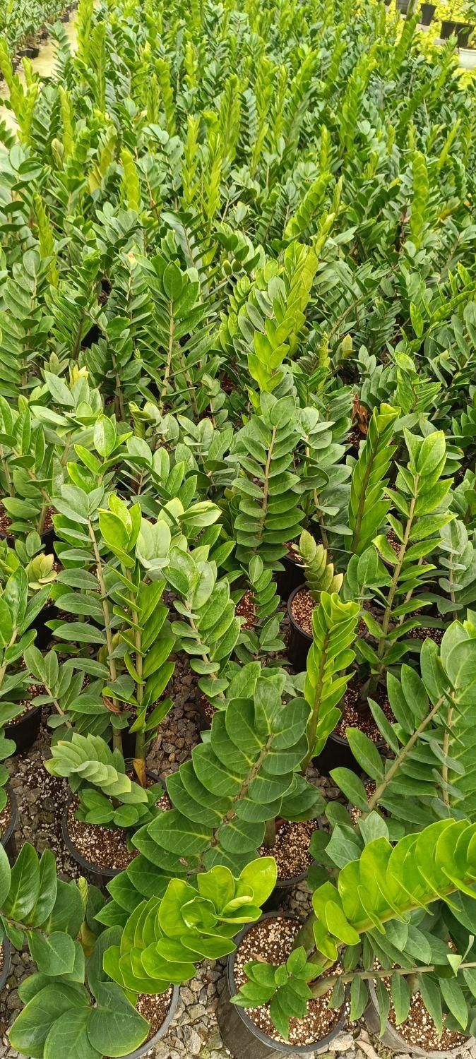 گل اپارتمانی|خدمات باغبانی و درختکاری|فلاورجان, |دیوار