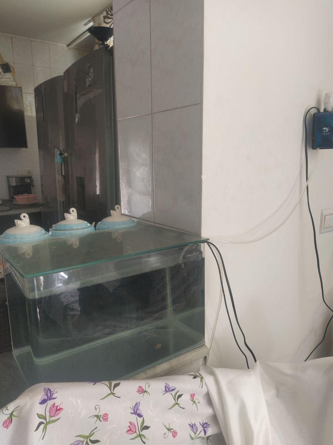 آکواریوم|ماهی|ساوه, |دیوار