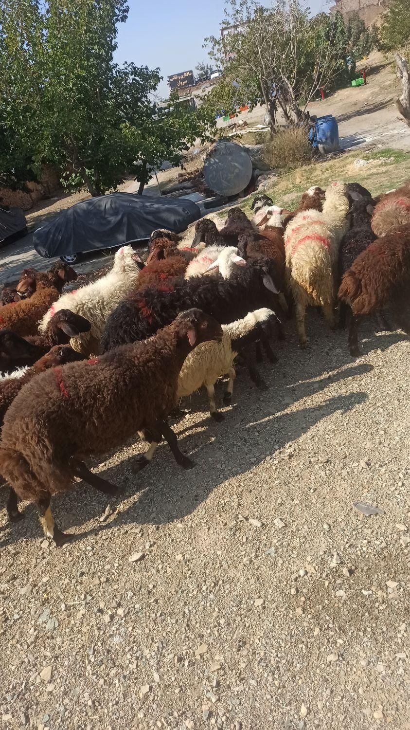 گشتا ر ارگانیک ومکانیزه گوسفند بهداشتی و زنده|حیوانات مزرعه|تهران, قزل قلعه|دیوار