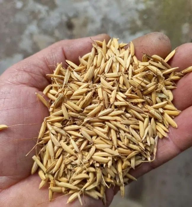 جو هاشمی امسال گیلان|خوردنی و آشامیدنی|رشت, رودبارتان|دیوار
