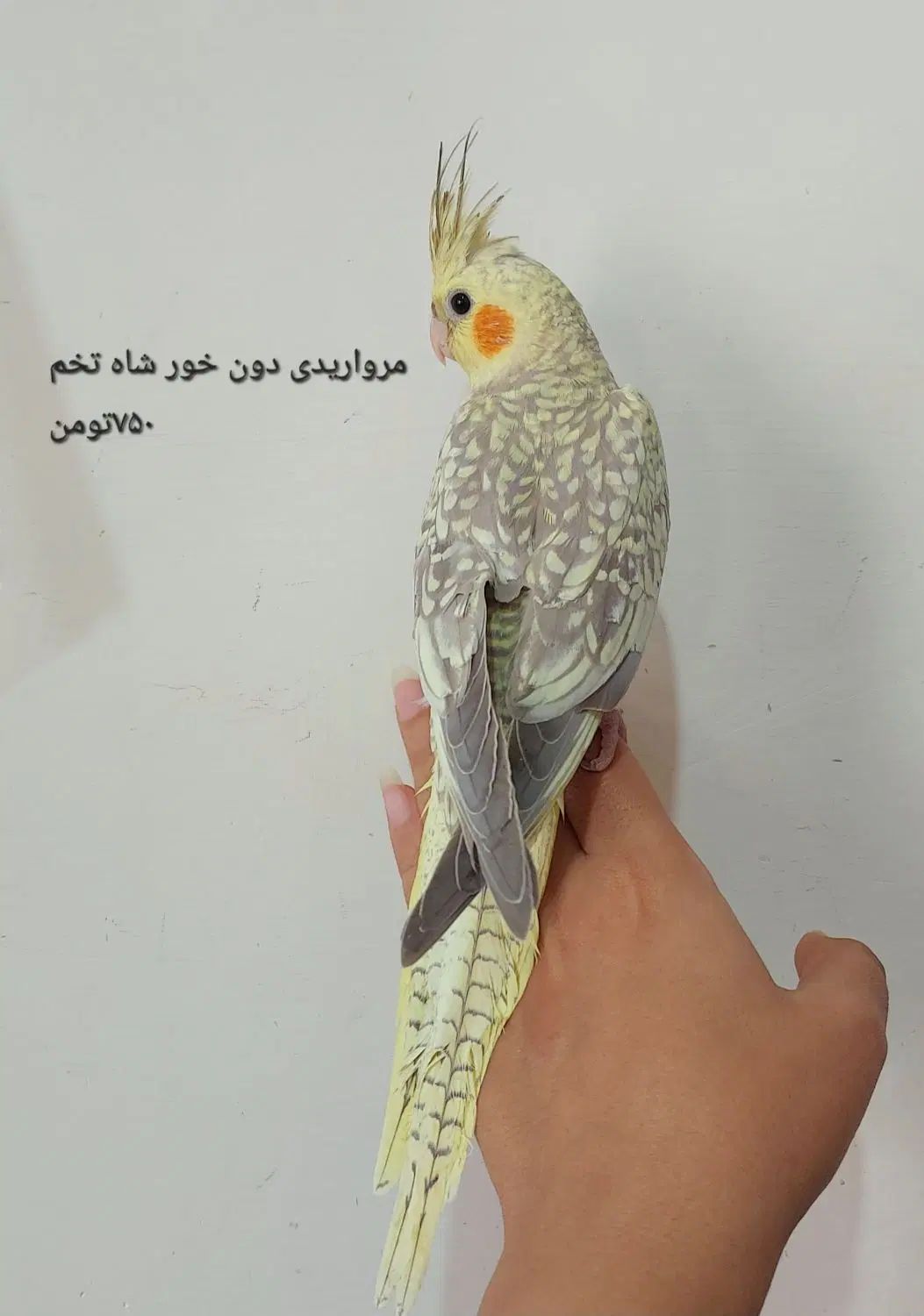 تعدادی پرنده خانگی فوق العاده سالم|پرنده|تهران, شوش|دیوار