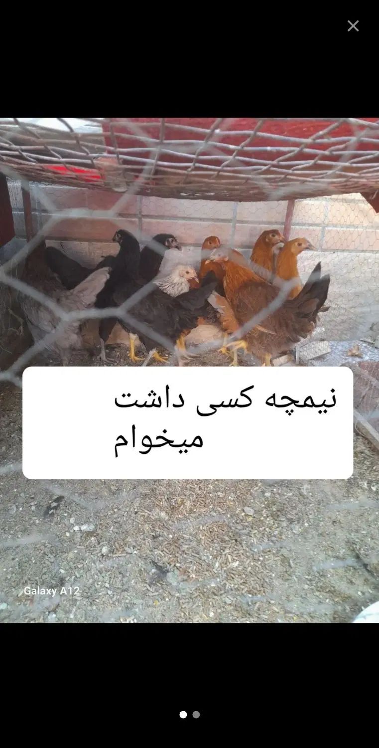 مرغ گمشده طبق تصویر|اشیا|اصفهان, بوستان کوهستانی صفه|دیوار