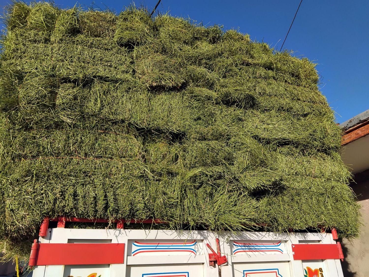 یونجه خالص چین سوم بدون رطوبت و علف|لوازم جانبی حیوانات|اصفهان, آبشار|دیوار