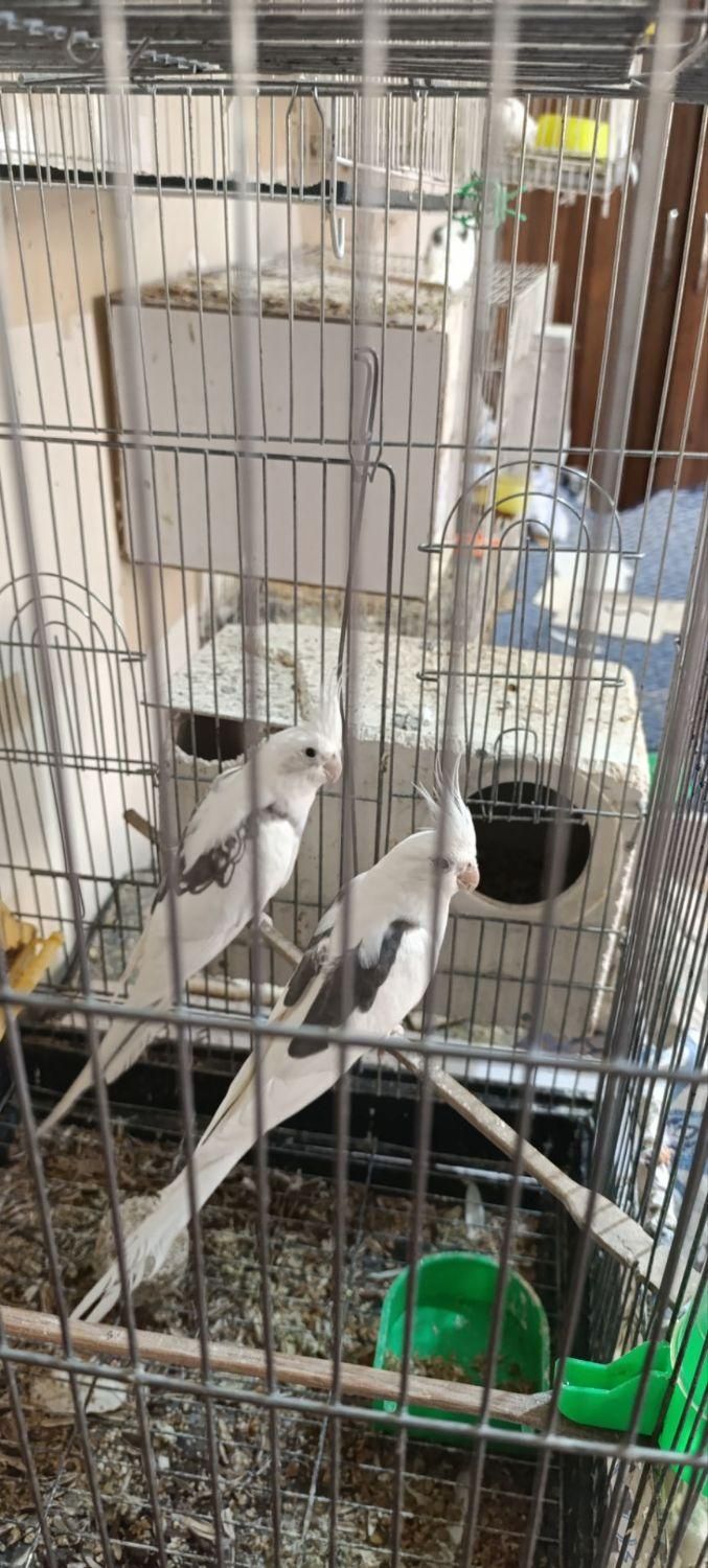 ۷ جفت عروس هلندی البینو دوکت البینو خالص.|پرنده|تربت جام, میان جام|دیوار