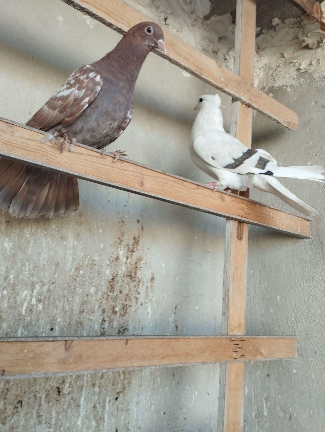 کفتر|پرنده|گلستان (تهران), |دیوار