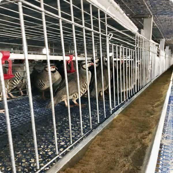 آشیونه تولید کننده برتر ادوات پرورش طیور|لوازم جانبی حیوانات|تهران, آسمان|دیوار