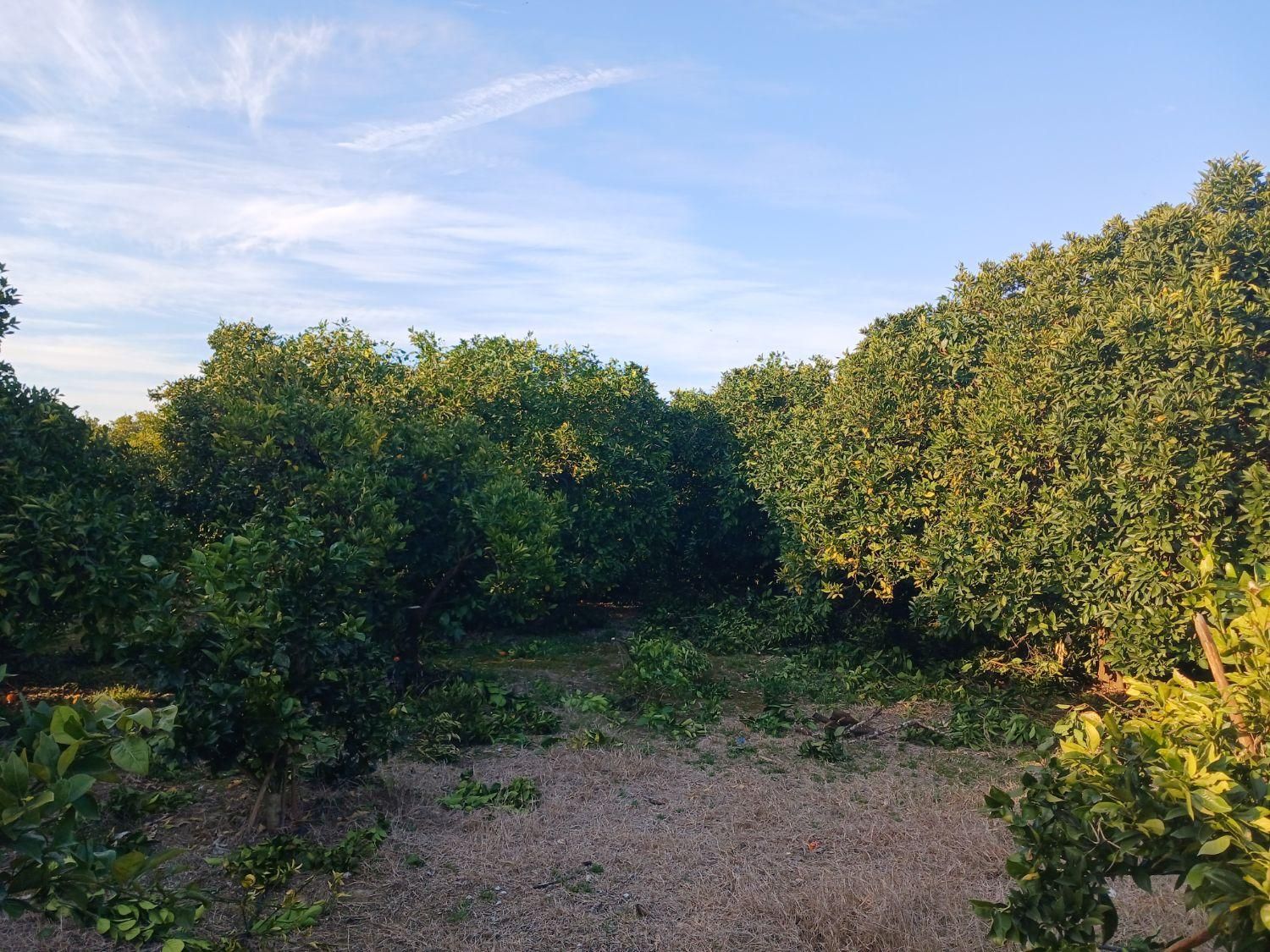 هرس وکودهی وبیل زنی.علف تراشی و آزمایش خاک|خدمات باغبانی و درختکاری|ساری, |دیوار