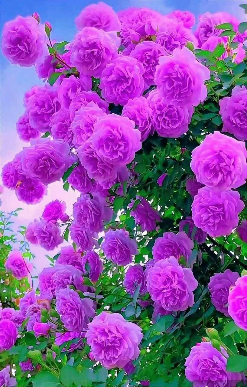 راهنمایی میخوام|فعالیت داوطلبانه تحقیقاتی|بروجرد, |دیوار
