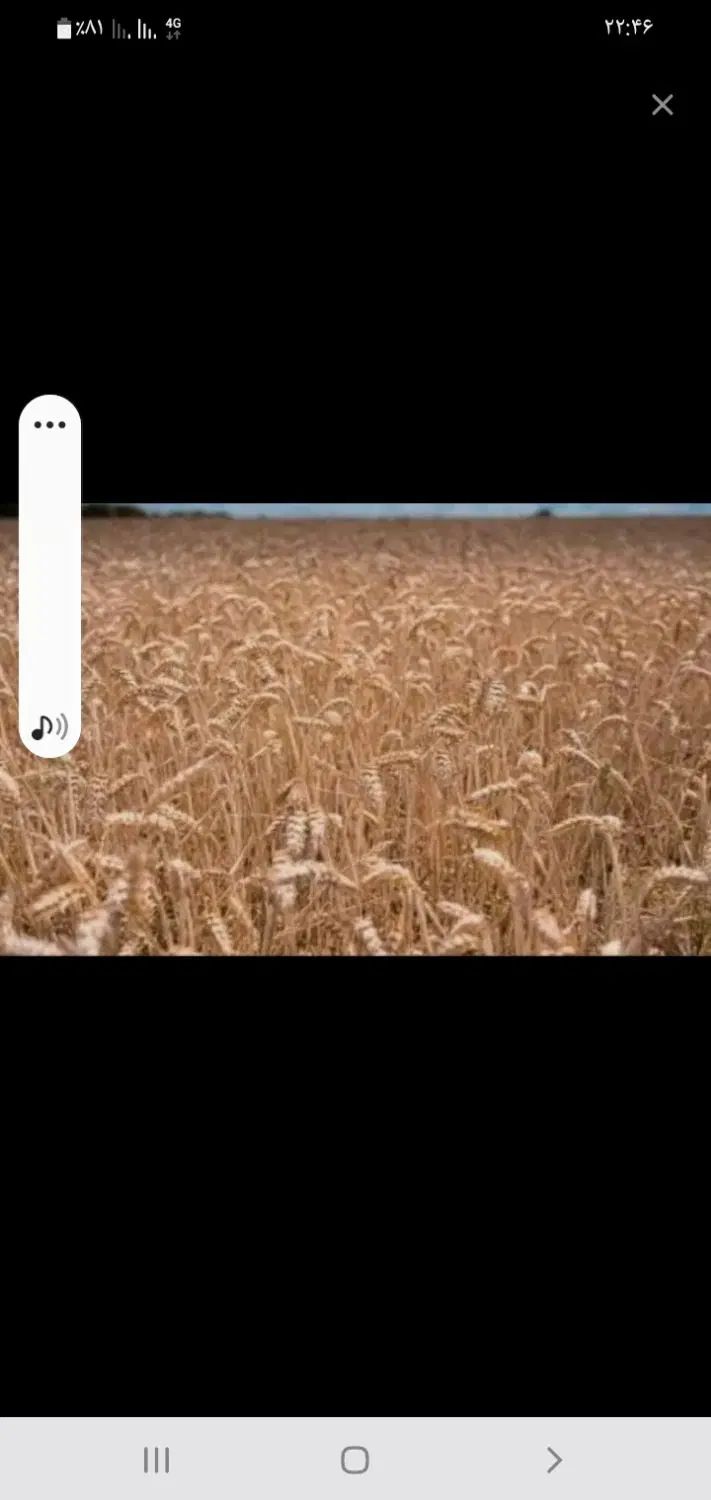 زمین برای کاشت گندم ۶۰هکتاررامشیرروستای سبع اگطاع|اجارهٔ دفتر صنعتی، کشاورزی، تجاری|رامشیر, |دیوار