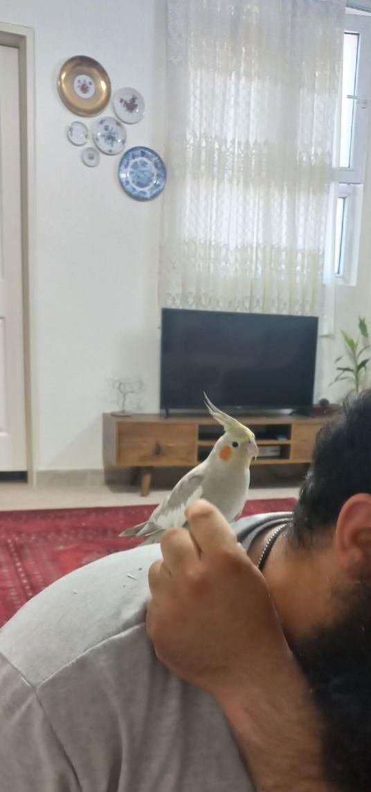 پرنده عروس هلندی رام دستی|پرنده|تهران, سجاد|دیوار