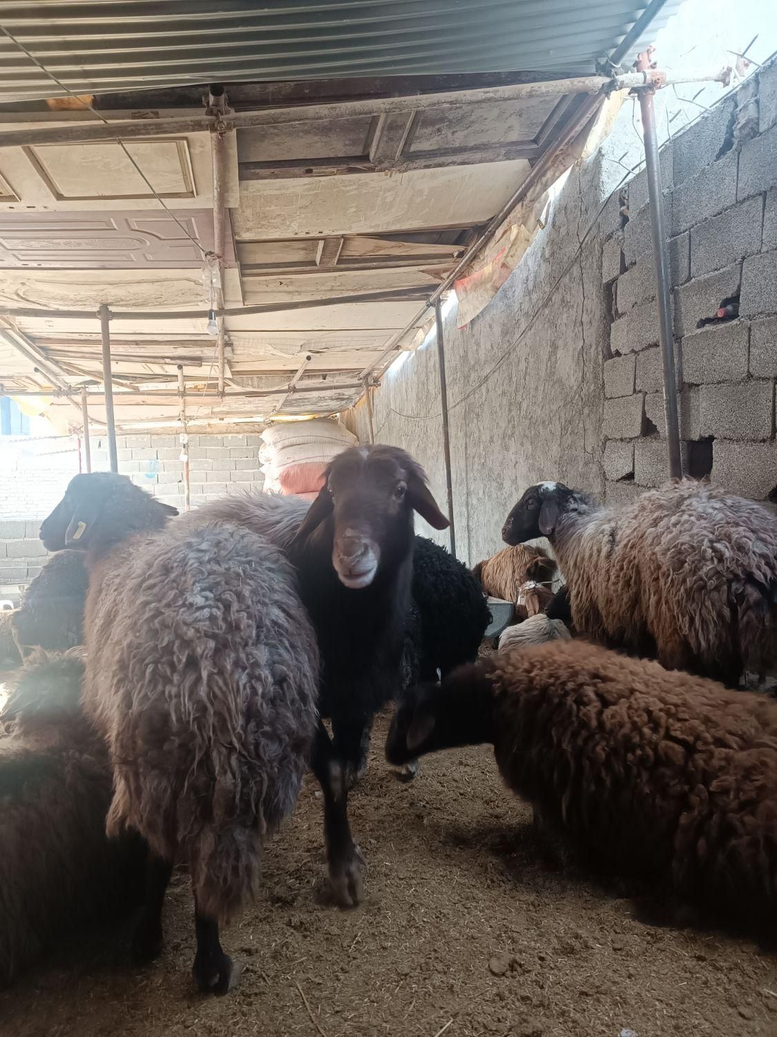 گوسفندزنده حاجی کریمی|حیوانات مزرعه|مشهد, دانشجو|دیوار