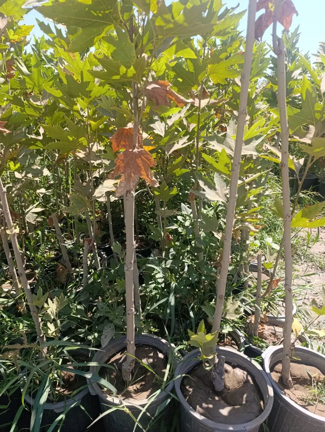 نهال برای حفاظ دورباغ نهال گلدانی سرزنی شده چنار|خدمات باغبانی و درختکاری|کرمانشاه, |دیوار