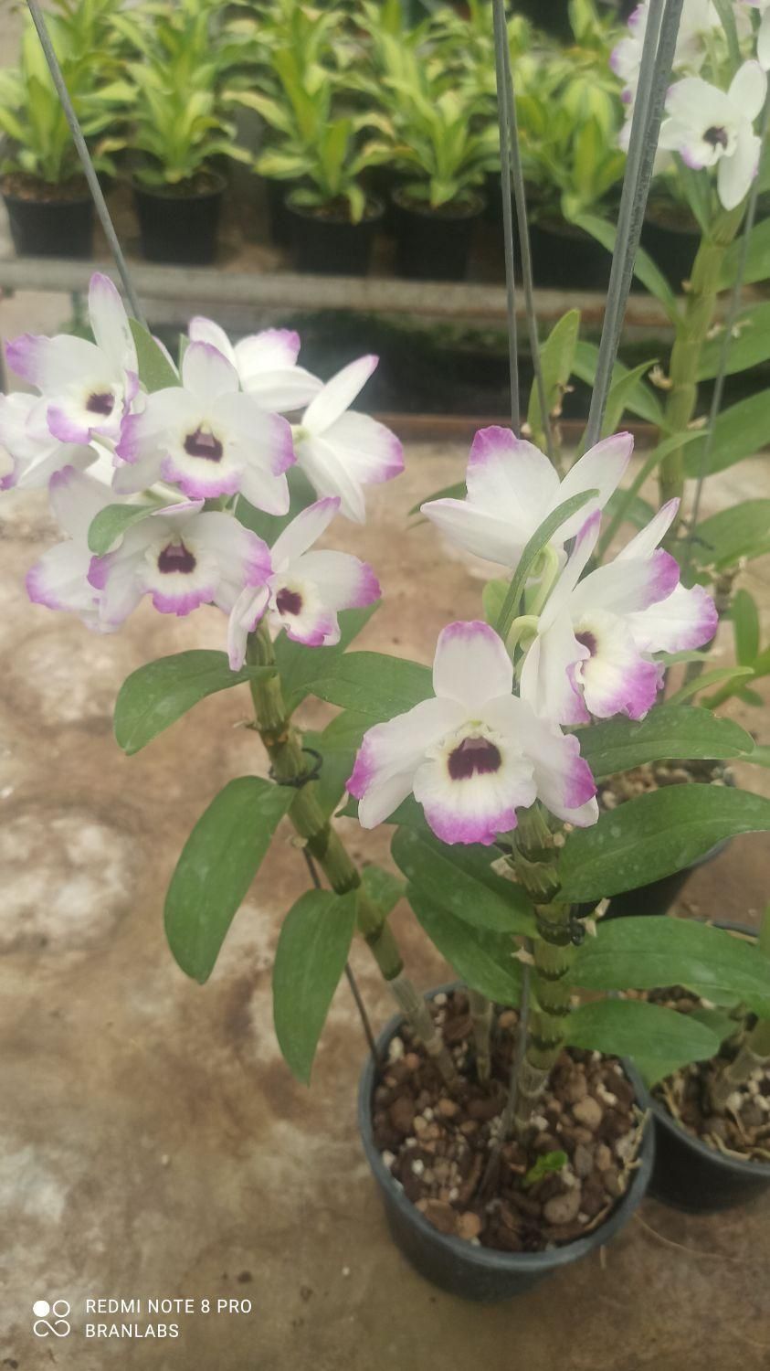 ارکیده دندروبیم  عطری|گل و گیاه طبیعی|تهران, شهرک چیتگر|دیوار