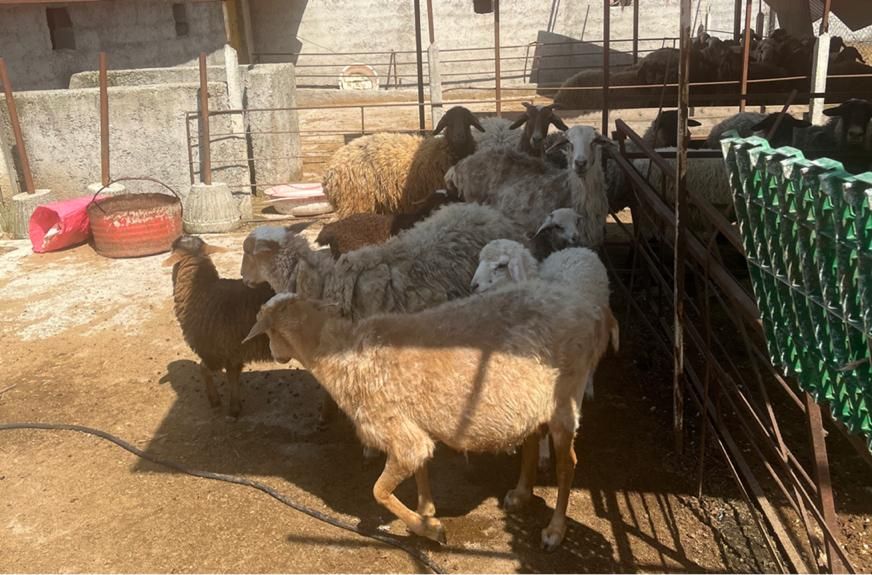 فروش دام زنده با قیمت استثنایی|حیوانات مزرعه|رشت, شهرک آیت الله منتظری|دیوار