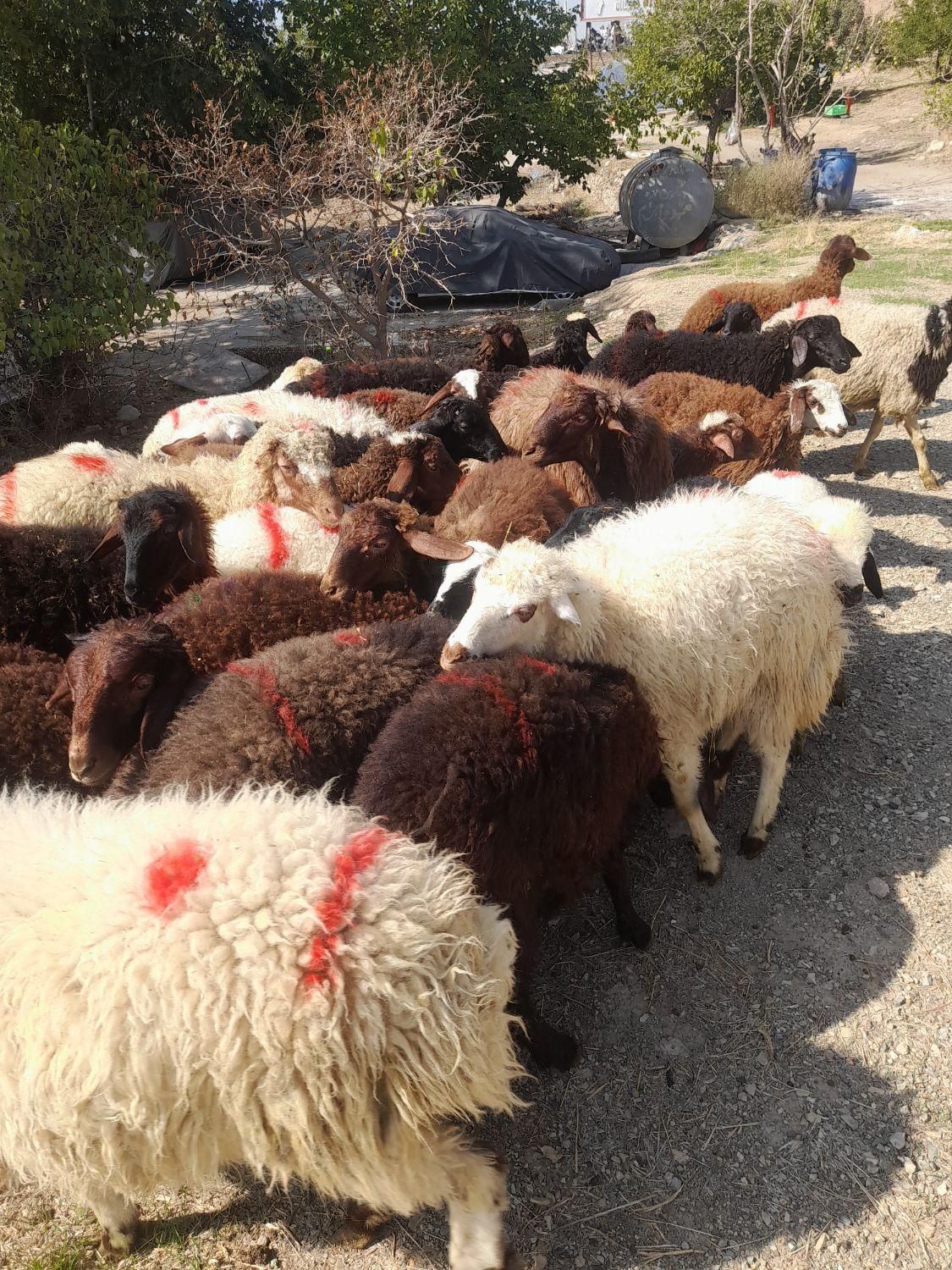 گوسفند وبره نرینه شهر قدس و گرمدره زنده|حیوانات مزرعه|قدس, |دیوار