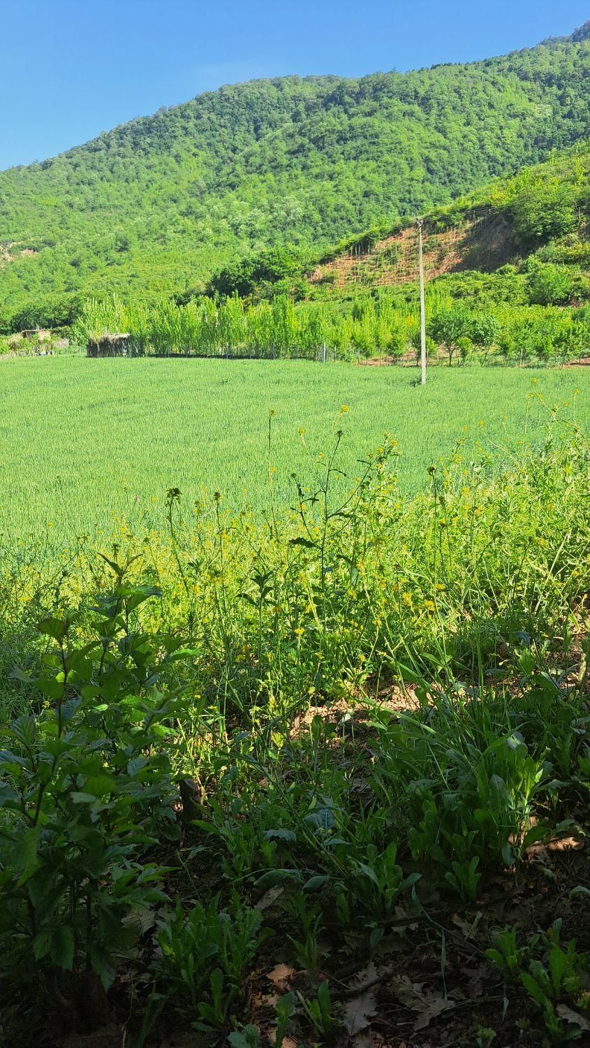 فروش زمین باغی|اجارهٔ دفتر صنعتی، کشاورزی، تجاری|رامیان, |دیوار
