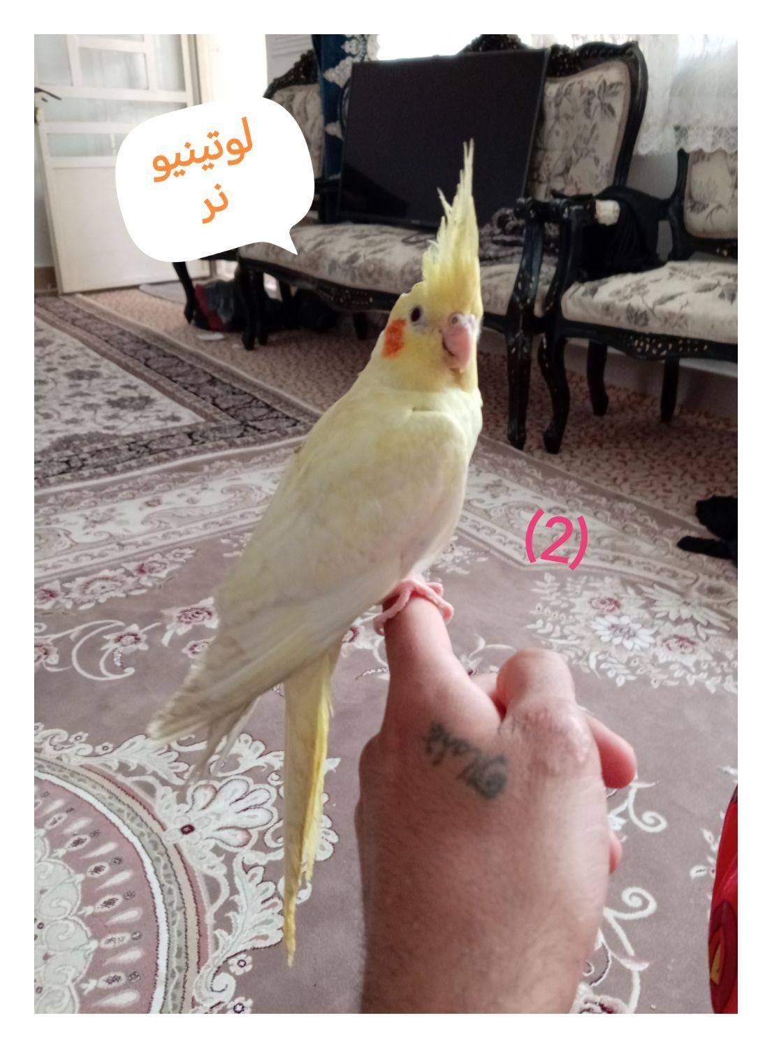 عروس هلندی سخنگو|پرنده|محمدشهر, |دیوار