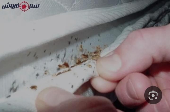 خدمات سمپاشی باضمانت کتبی سم پاشی سوسک وساس|خدمات نظافت|تهران, تهرانپارس شرقی|دیوار