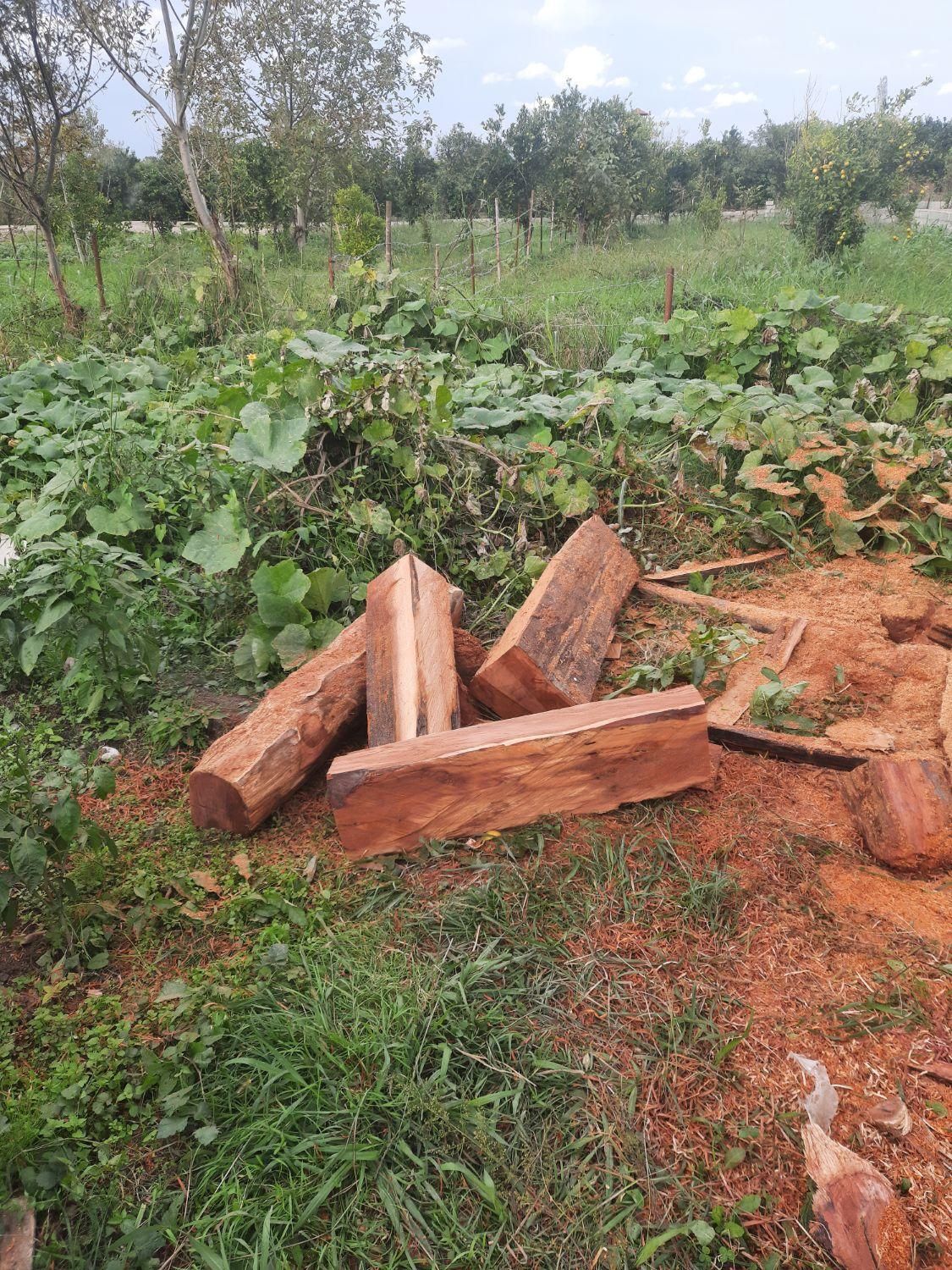 قطع درخت و خرید چوب آلات باغی|خدمات باغبانی و درختکاری|نوشهر, |دیوار