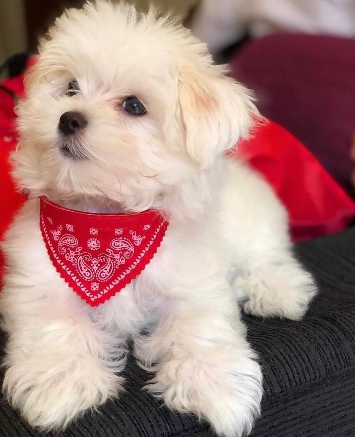 واگذاری توله سگ خرسی تیکاپ|سگ|شیراز, فرهنگ شهر|دیوار