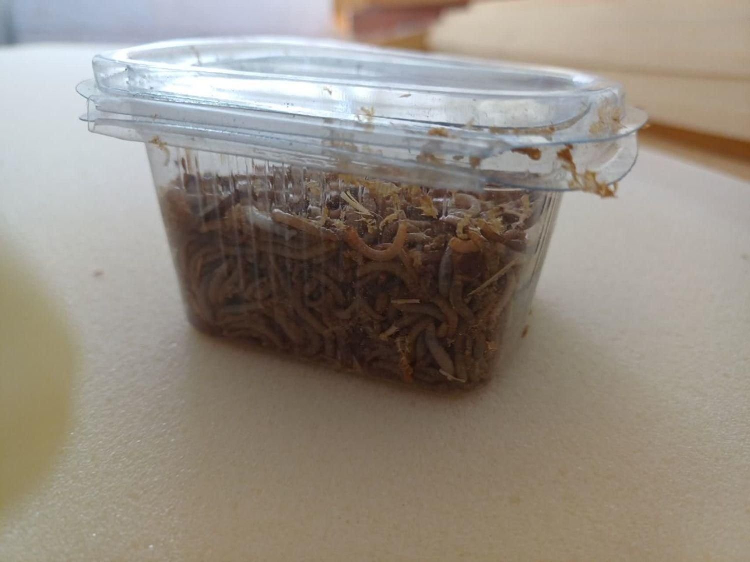 کرم میلورم زنده و خشک|لوازم جانبی حیوانات|یزد, |دیوار