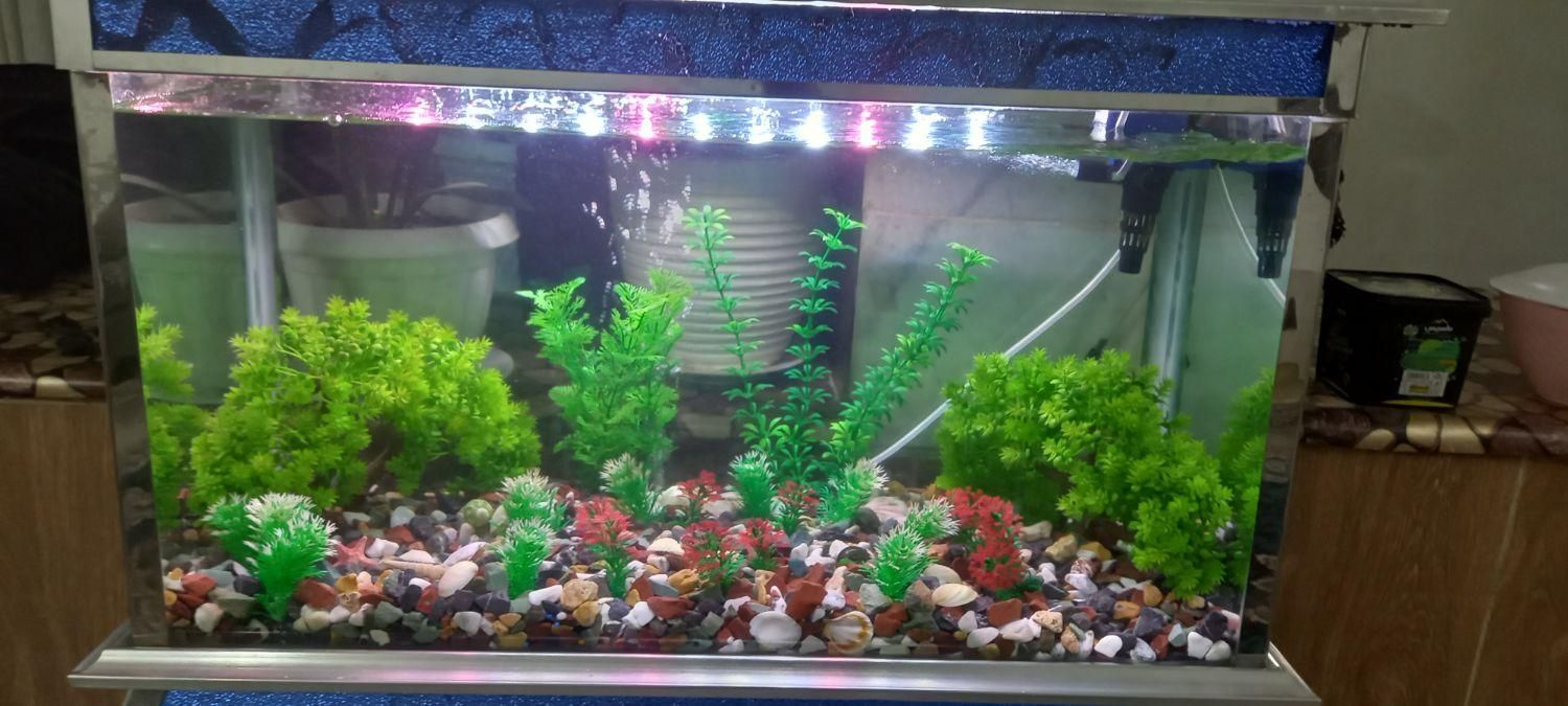 اکواریوم|ماهی|اصفهان, خیادان|دیوار