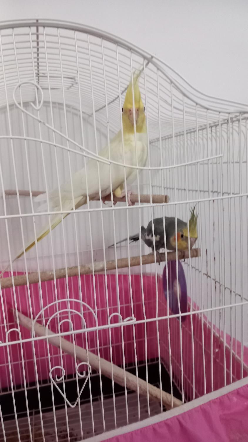 عروس هلندی|پرنده|تنکابن, |دیوار