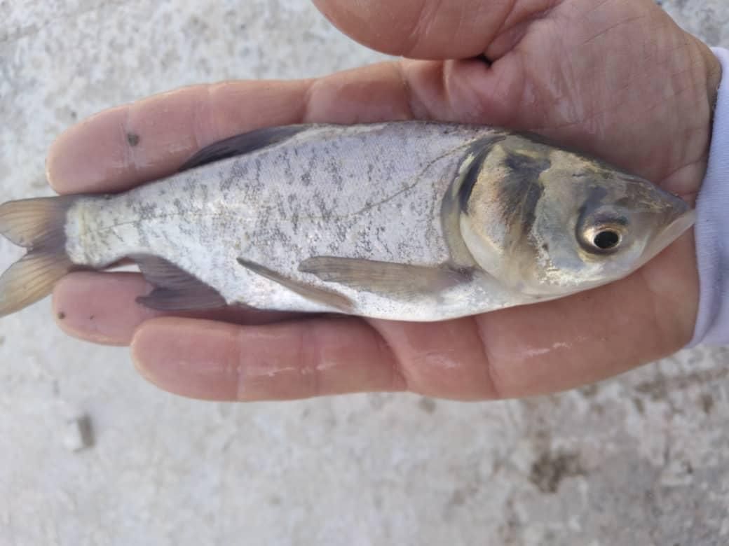 بچه ماهی .کپور .امور.قزل الا .خاویاری|ماهی|قرچک, داوود آباد|دیوار