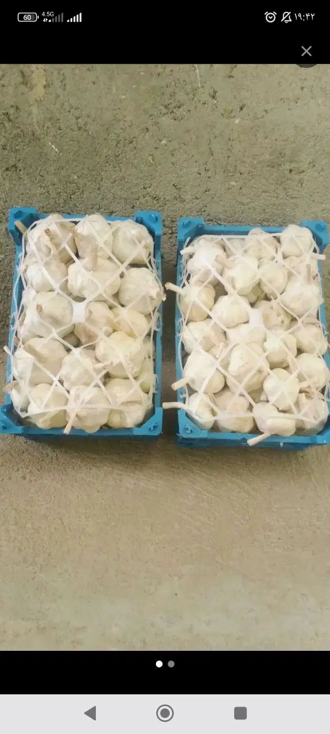 سیر امساله درجه یک همدان|خوردنی و آشامیدنی|کرج, حصارک پایین|دیوار