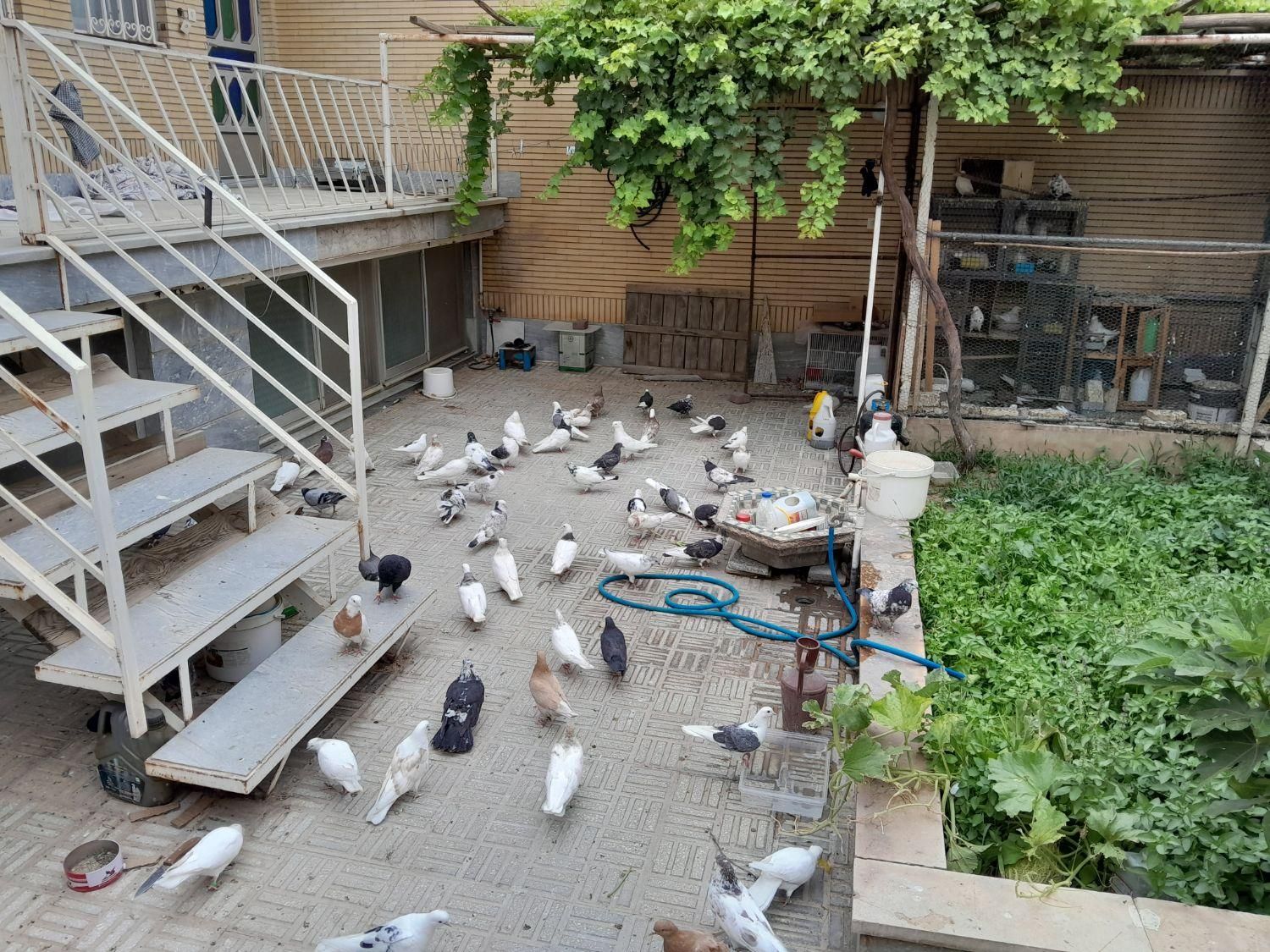 کبوتر تزئینی و پرشی|پرنده|سمنان, |دیوار