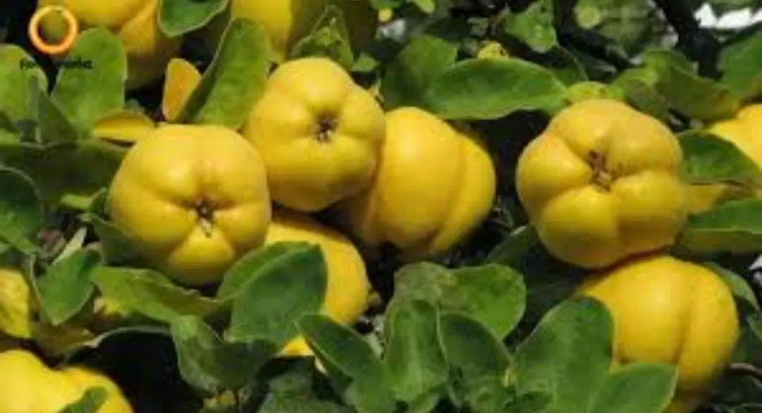 میوه به|خوردنی و آشامیدنی|اصفهان, محمودآباد|دیوار