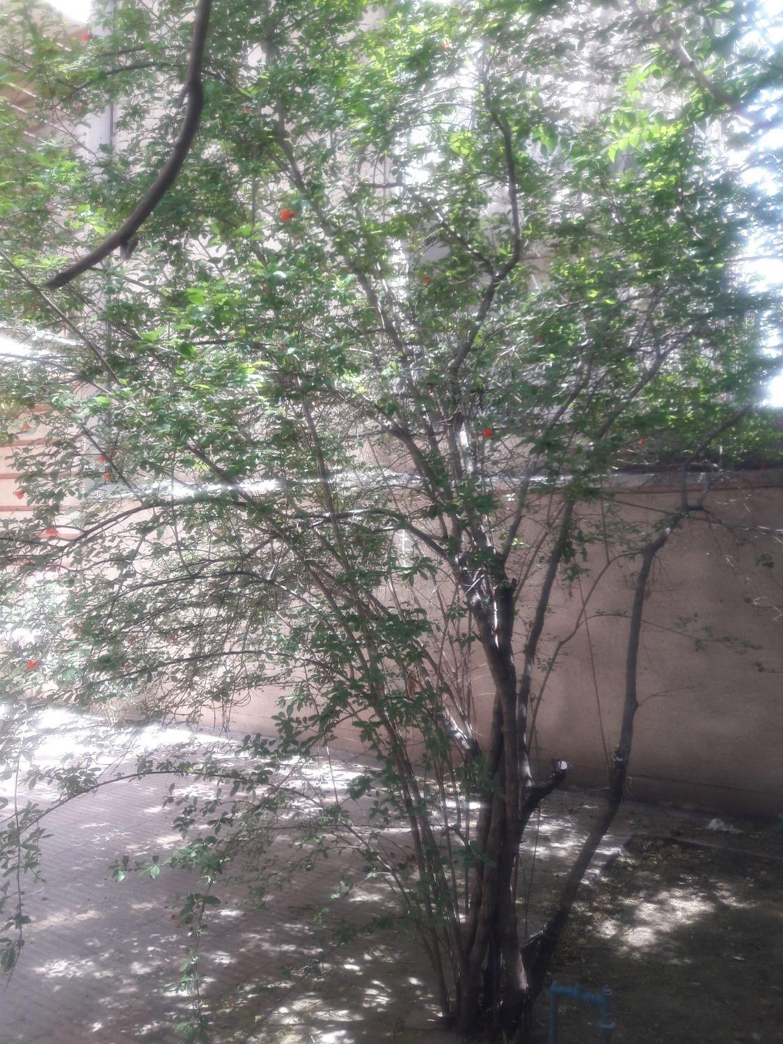 ۲۲۸مترزمین با۳۰۰متربنادوبلکس شمالی|فروش زمین و ملک کلنگی|تهران, عباس‌آباد|دیوار