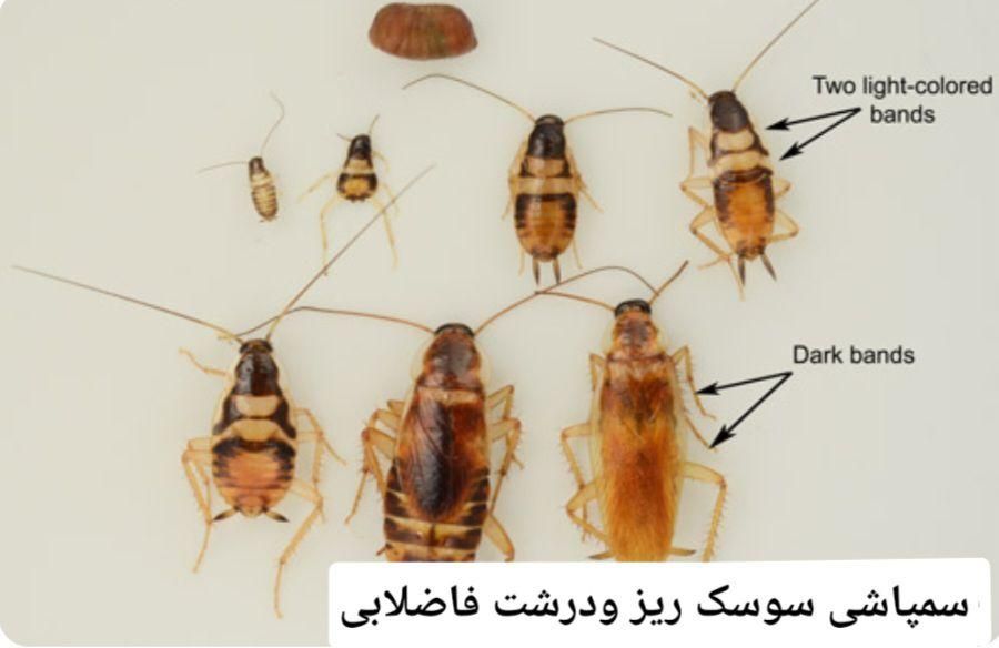 سمپاشی صددرصدتضمینی‌سم پاشی سوسک‌وساس و...|خدمات نظافت|تهران, پیروزی|دیوار