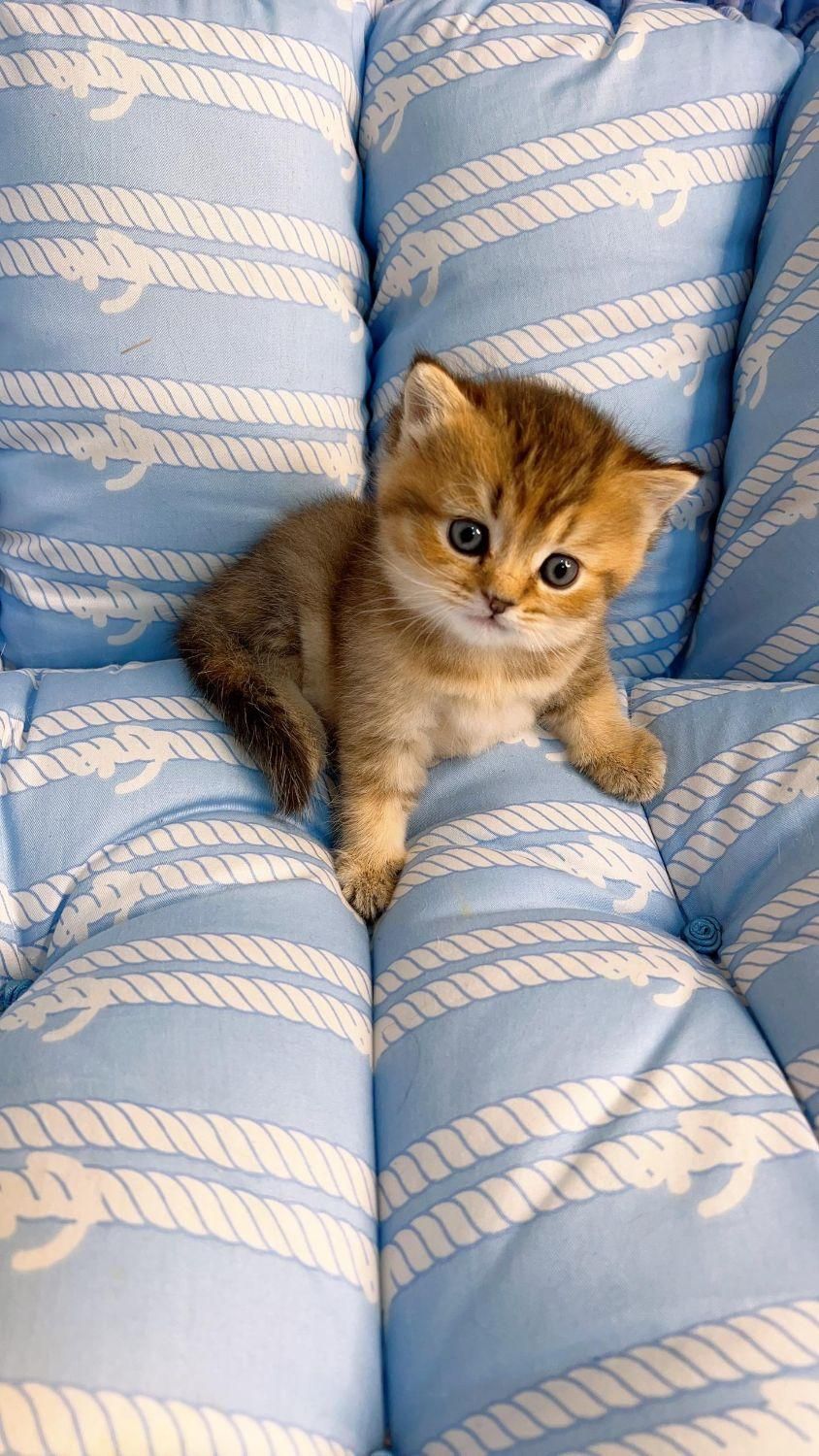 شهر گربه های پشمالو (پرشین بریتیش اسکاتیش)|گربه|اهواز, کیانپارس |دیوار