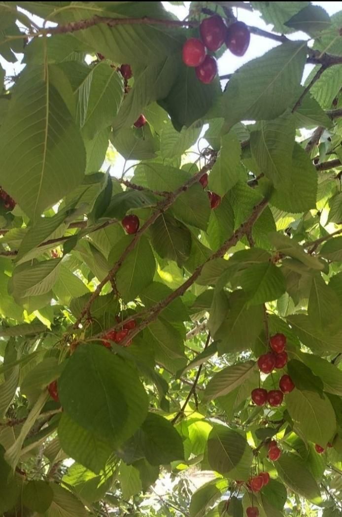 900متر ویلای باغ با انواع مختلف میوه و انگور تهران|فروش خانه و ویلا|تهران, افسریه|دیوار
