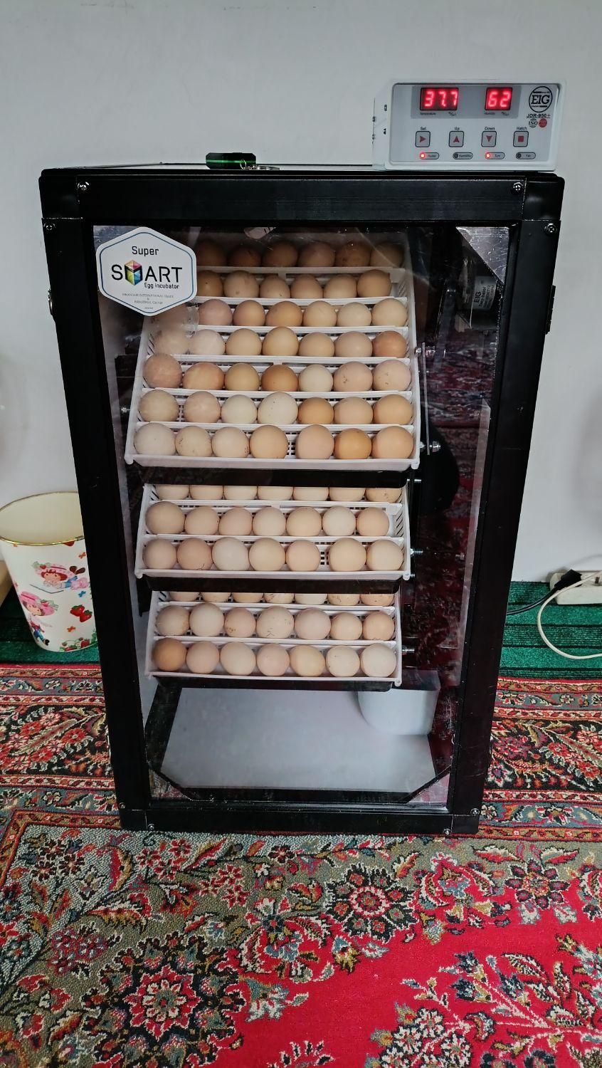 جوجه کشی اسکندری|لوازم جانبی حیوانات|ماسال, |دیوار