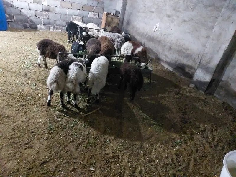 بره نر سبک،بز سانن اصل نر و ماده|حیوانات مزرعه|اصفهان, سرشبادران|دیوار