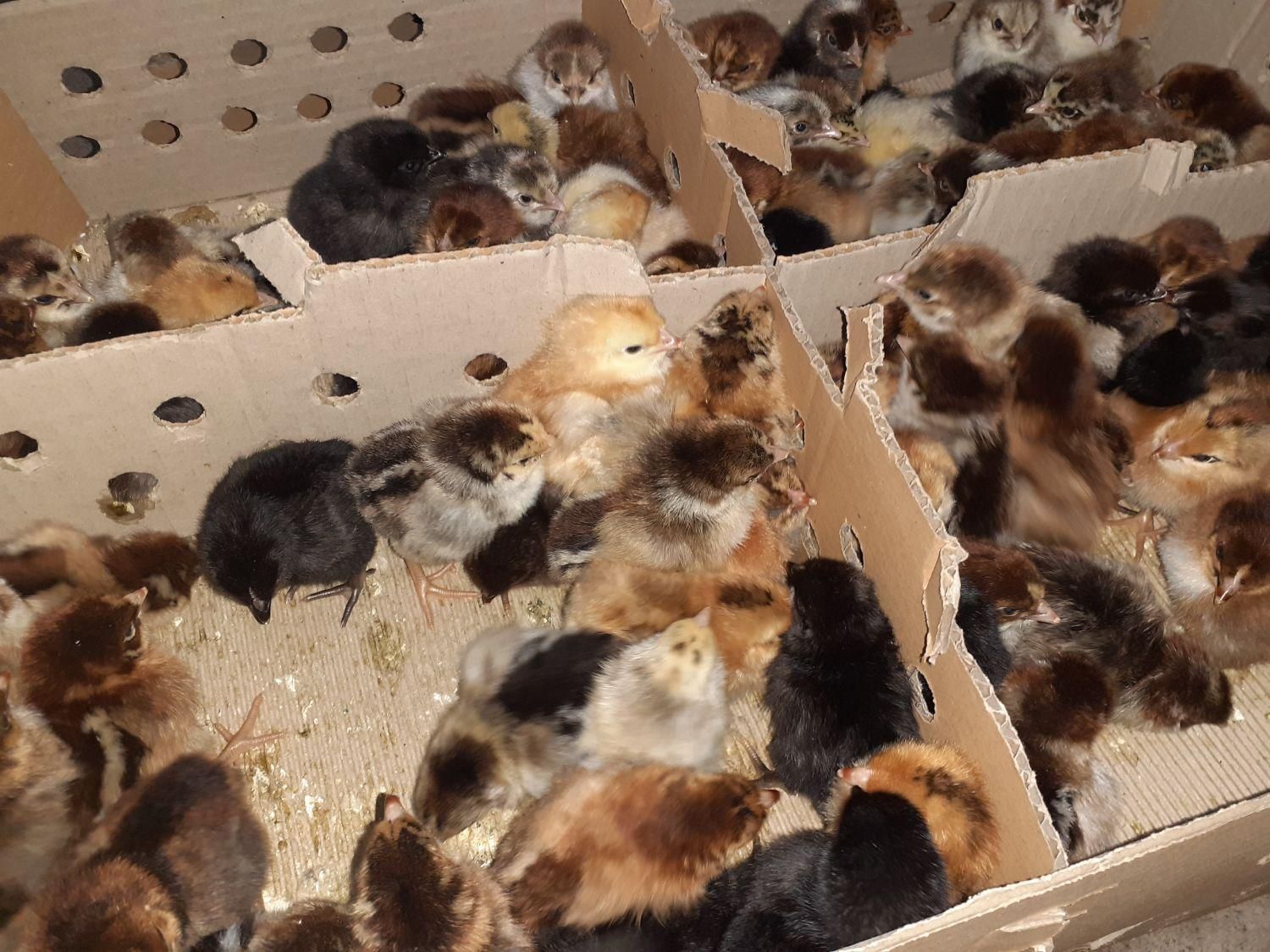 جوجه محلی یک روزه نژاد گلپایگان اصلاح نژاد شده|حیوانات مزرعه|ساری, |دیوار