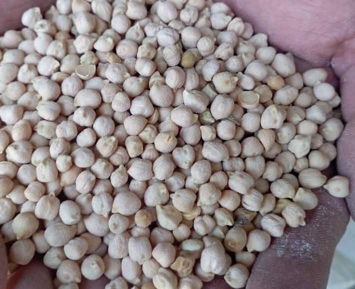 نخود ریز|خوردنی و آشامیدنی|مرودشت, رودبال|دیوار