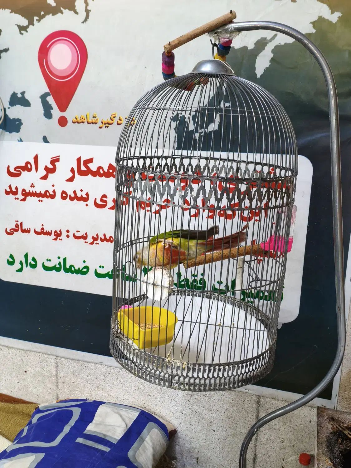 گرینچیک نر|پرنده|مشهد, استاد یوسفی (شهرک غرب)|دیوار