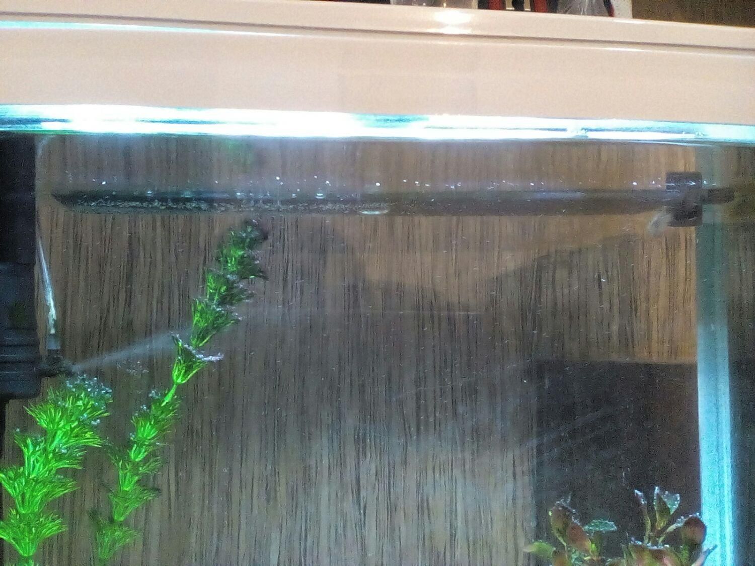 خرگوش و ماهی و کبوتر|موش و خرگوش|شهرکرد, |دیوار