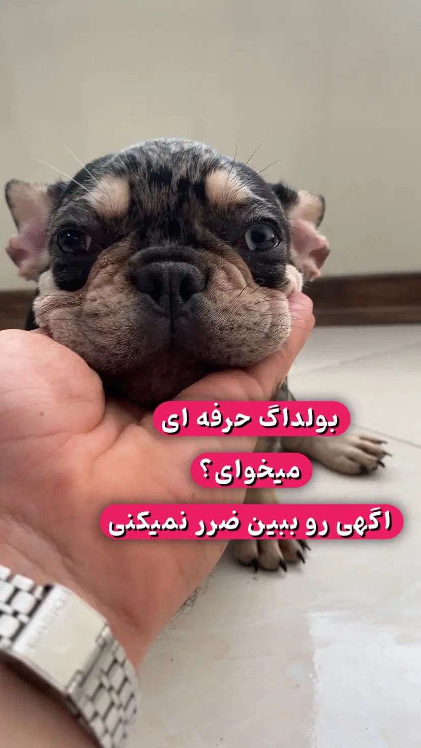فرنچ بولداگ های استثنائی|سگ|تهران, نارمک|دیوار